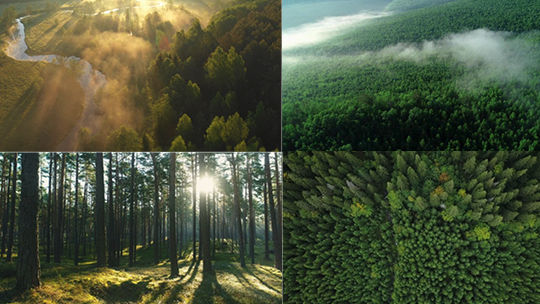 自然森林高清无水印视频素材