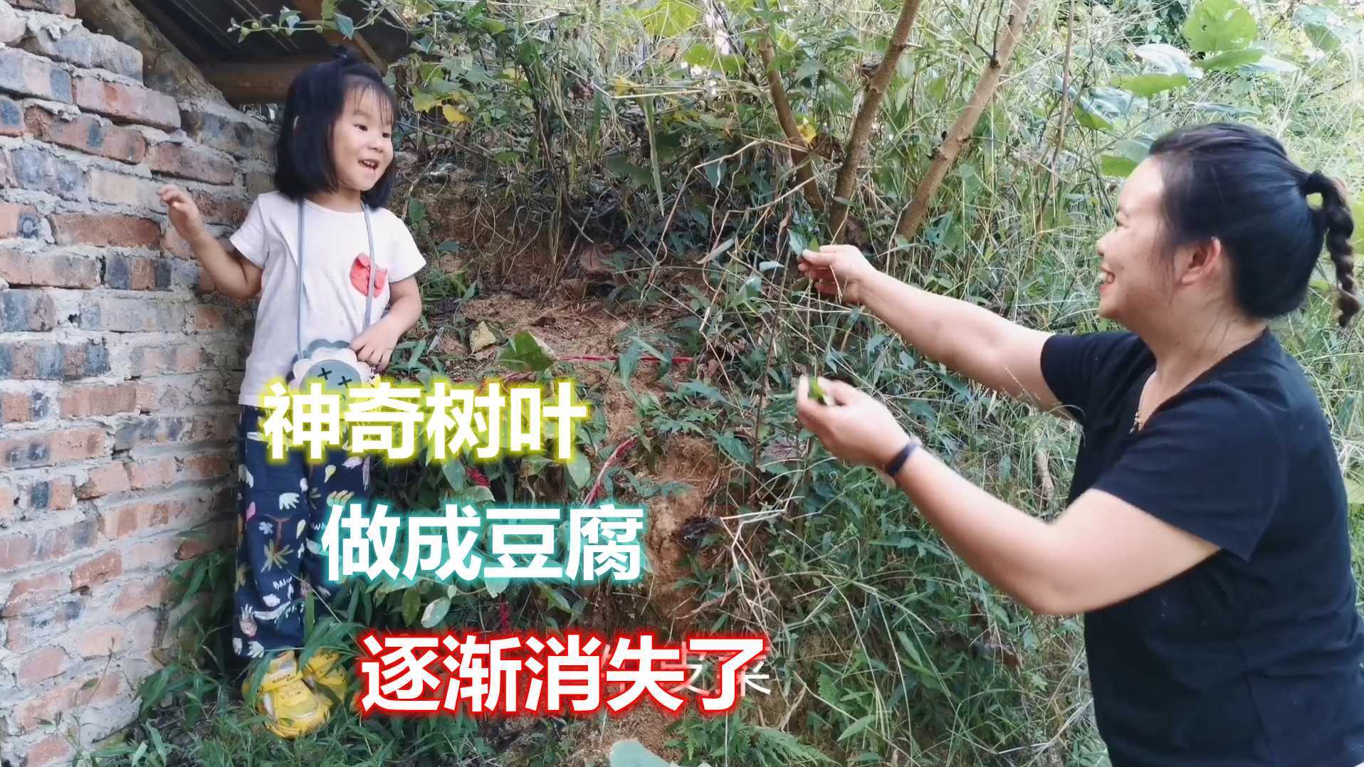龙门小丫：去山上摘得臭黄荆叶做神仙豆腐，农村人的美食