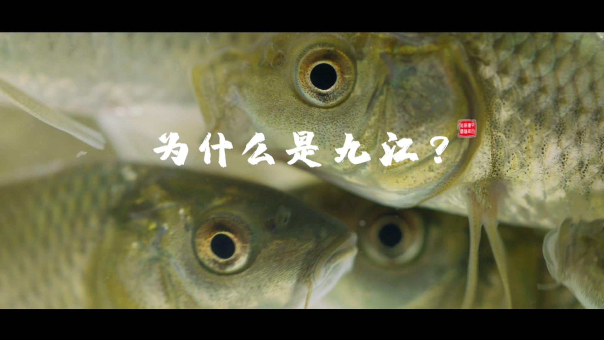 《为什么是九江》九江鱼花产业园宣传片