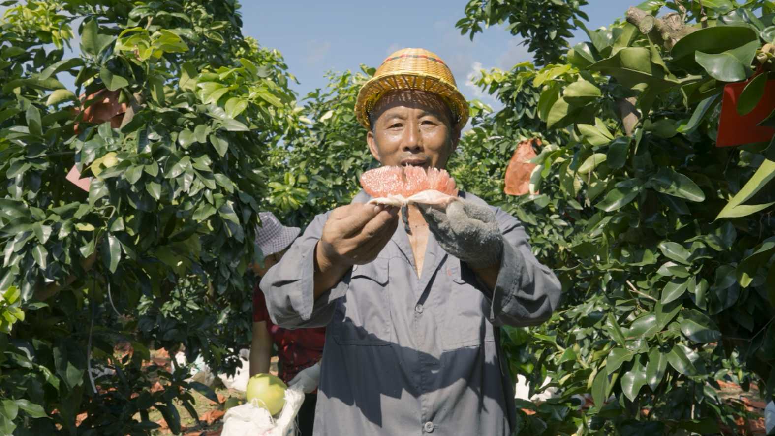 蜜柚农民的欢声笑语