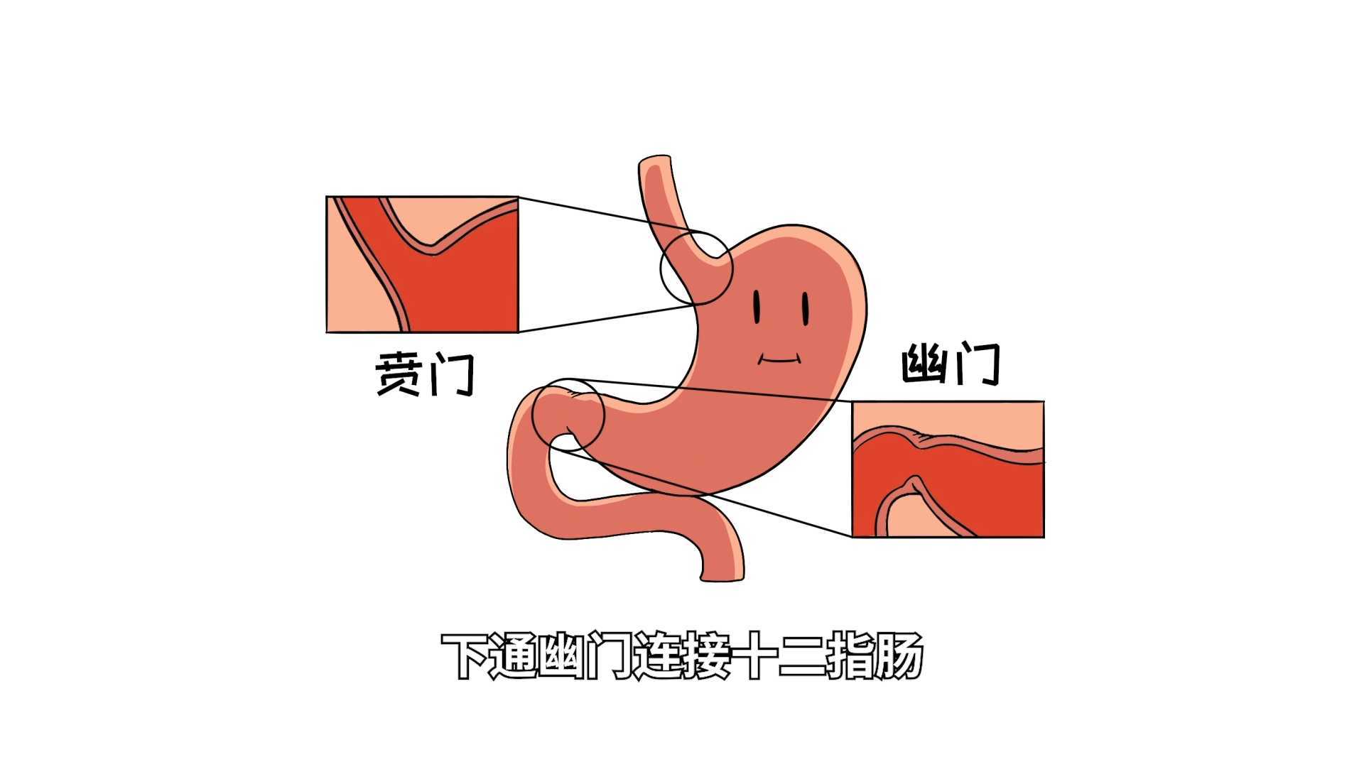人体必不可少的器官——胃的自述