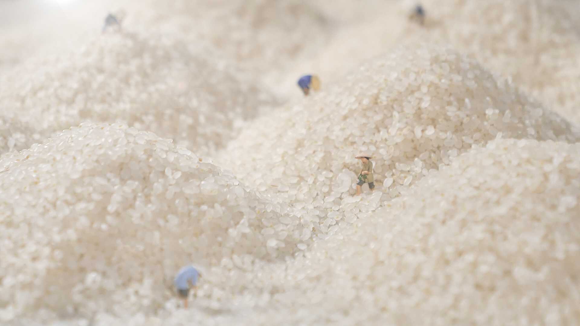 《好米的自我修养》田趣-留胚米上市宣传片