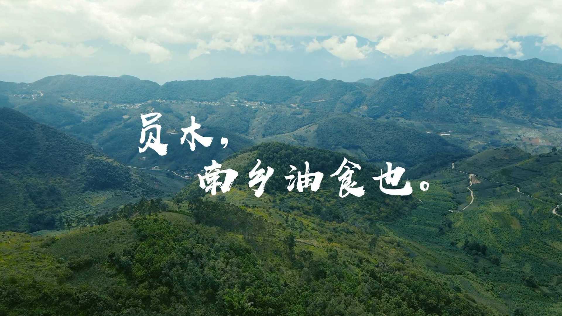 湖南村里月月红 山茶油宣传片