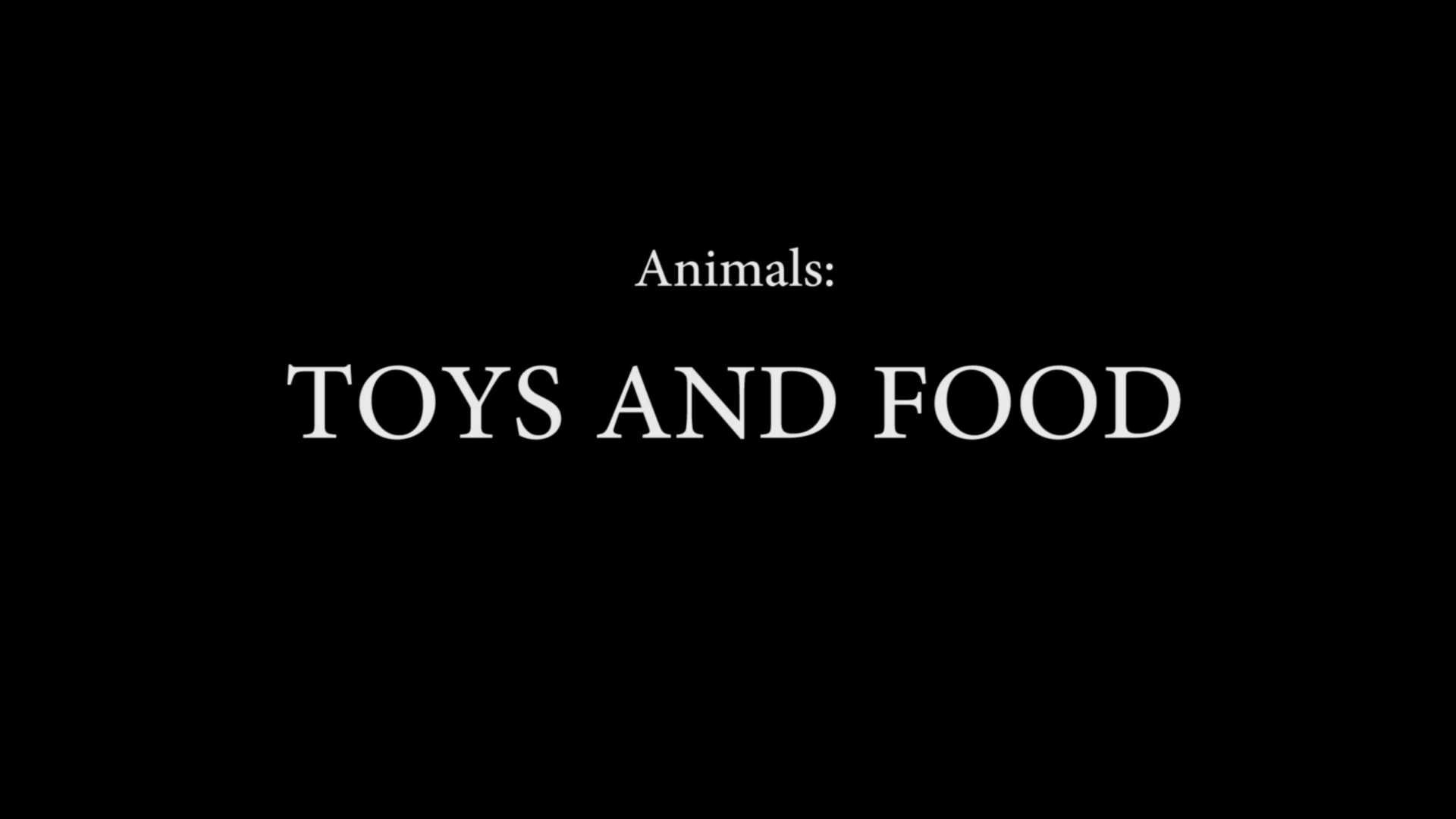 实验短片｜Animals ：TOYS AND FOOD ｜动物：玩具与食物