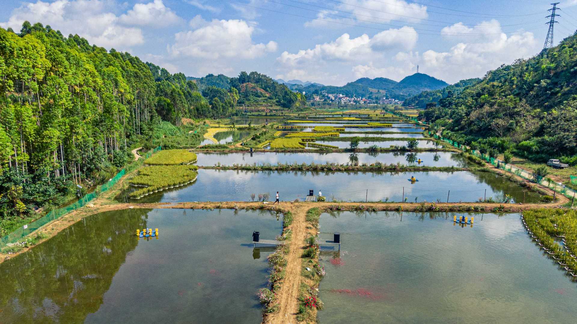 贵州兴义生态养鱼+水上稻田