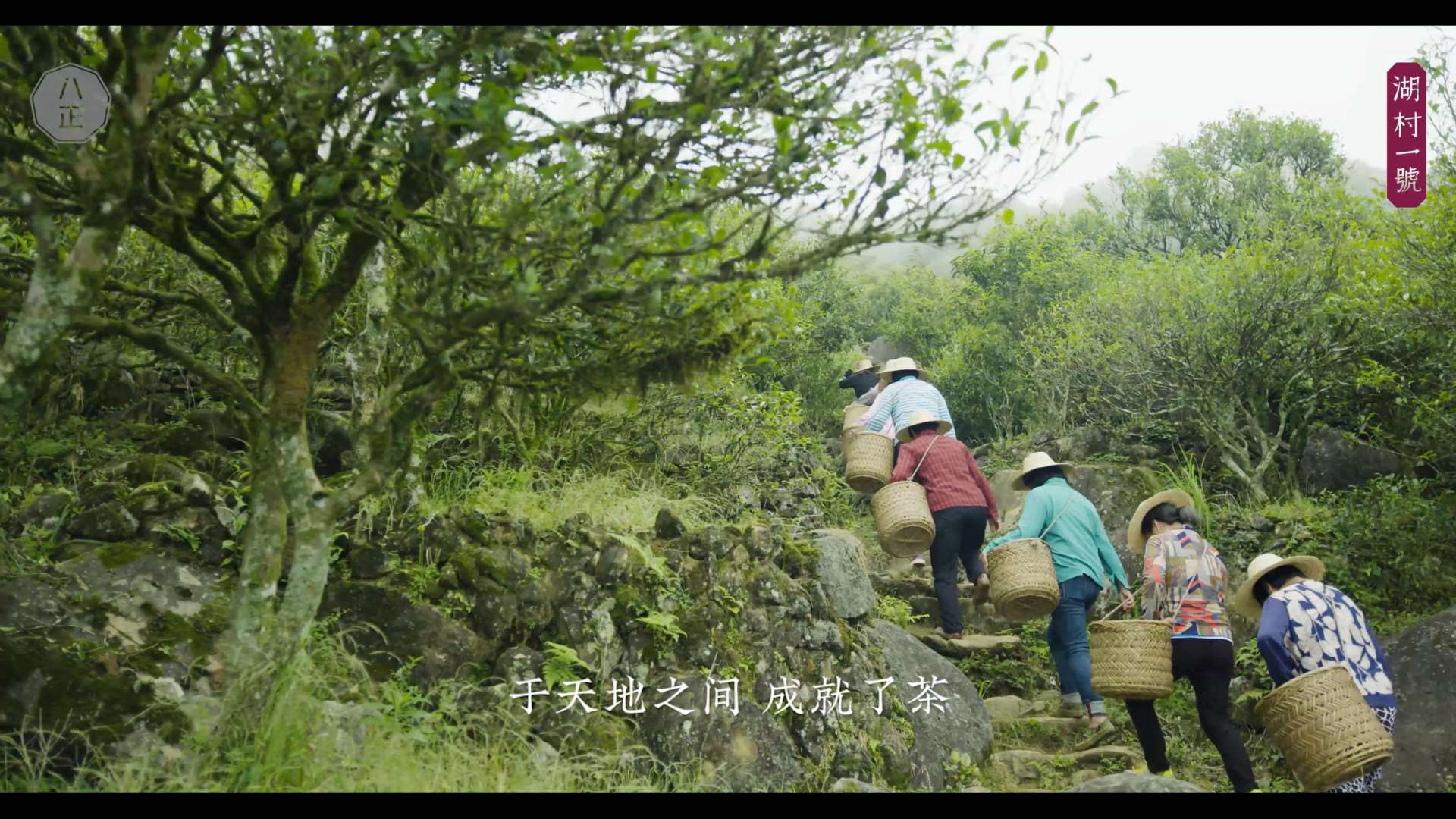湖村一号-自然原生态潮州单丛茶-广告片