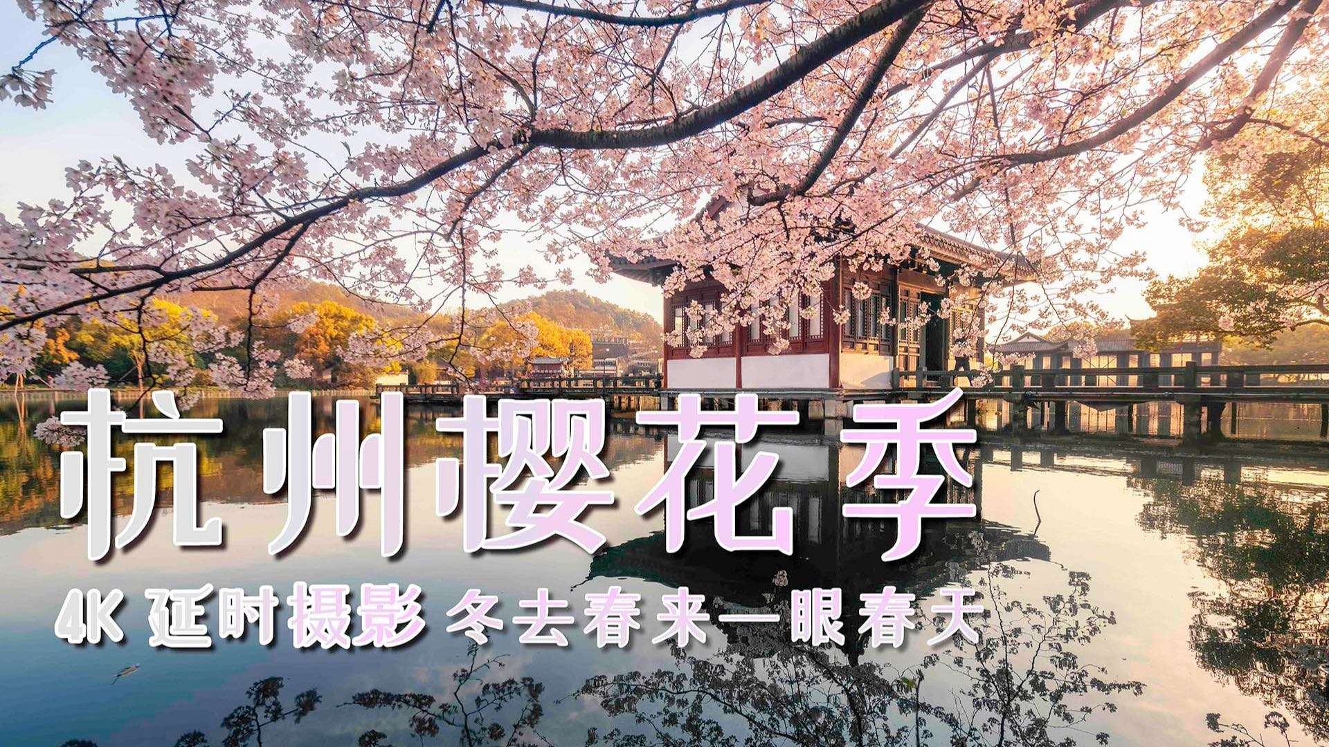 【4K】杭州樱花季，横跨时空延时摄影记录冬去春来的瞬间