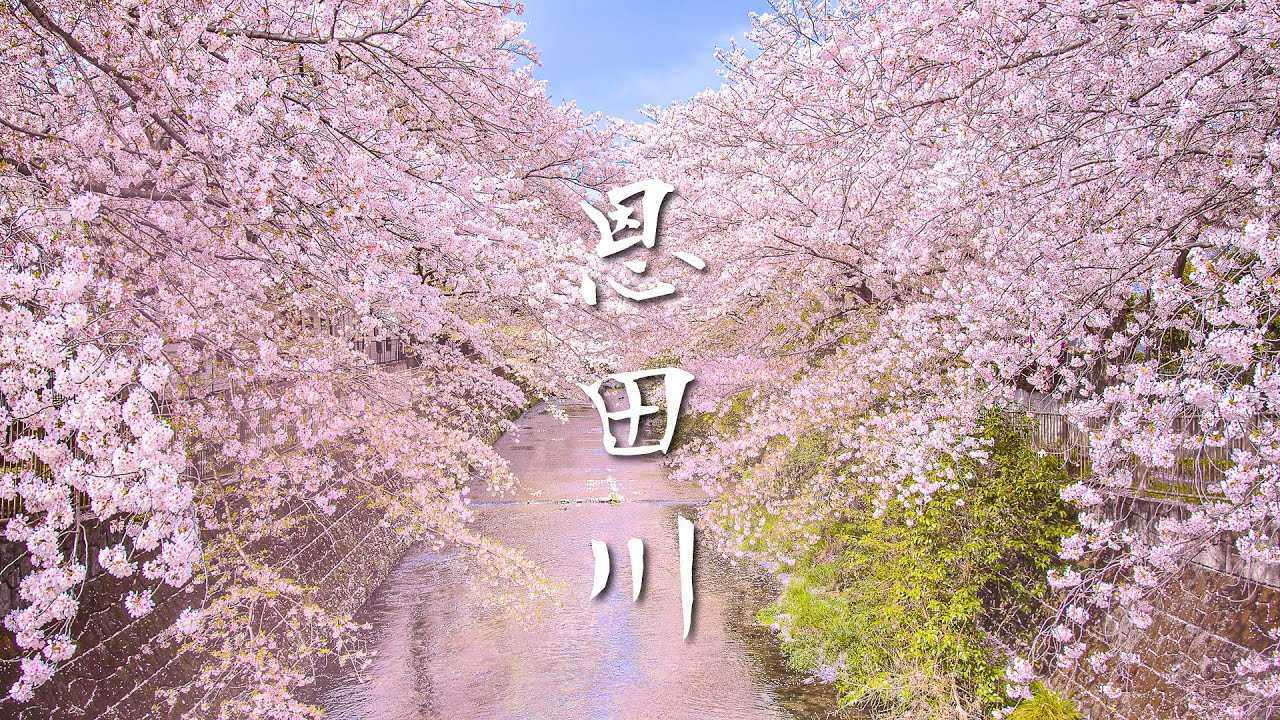 唯美浪漫的樱花季《粉色的春天》