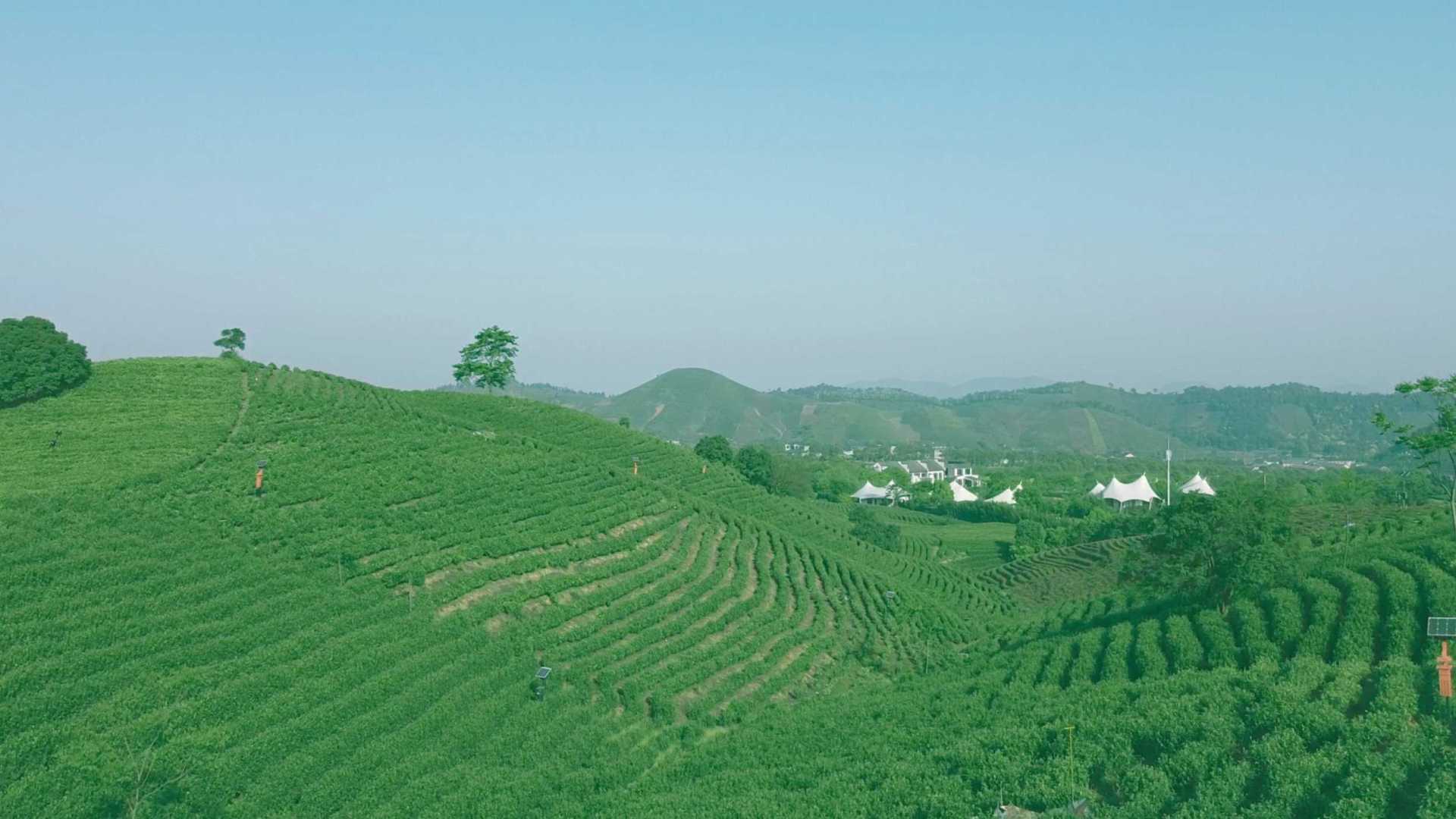 中国安吉白茶之乡