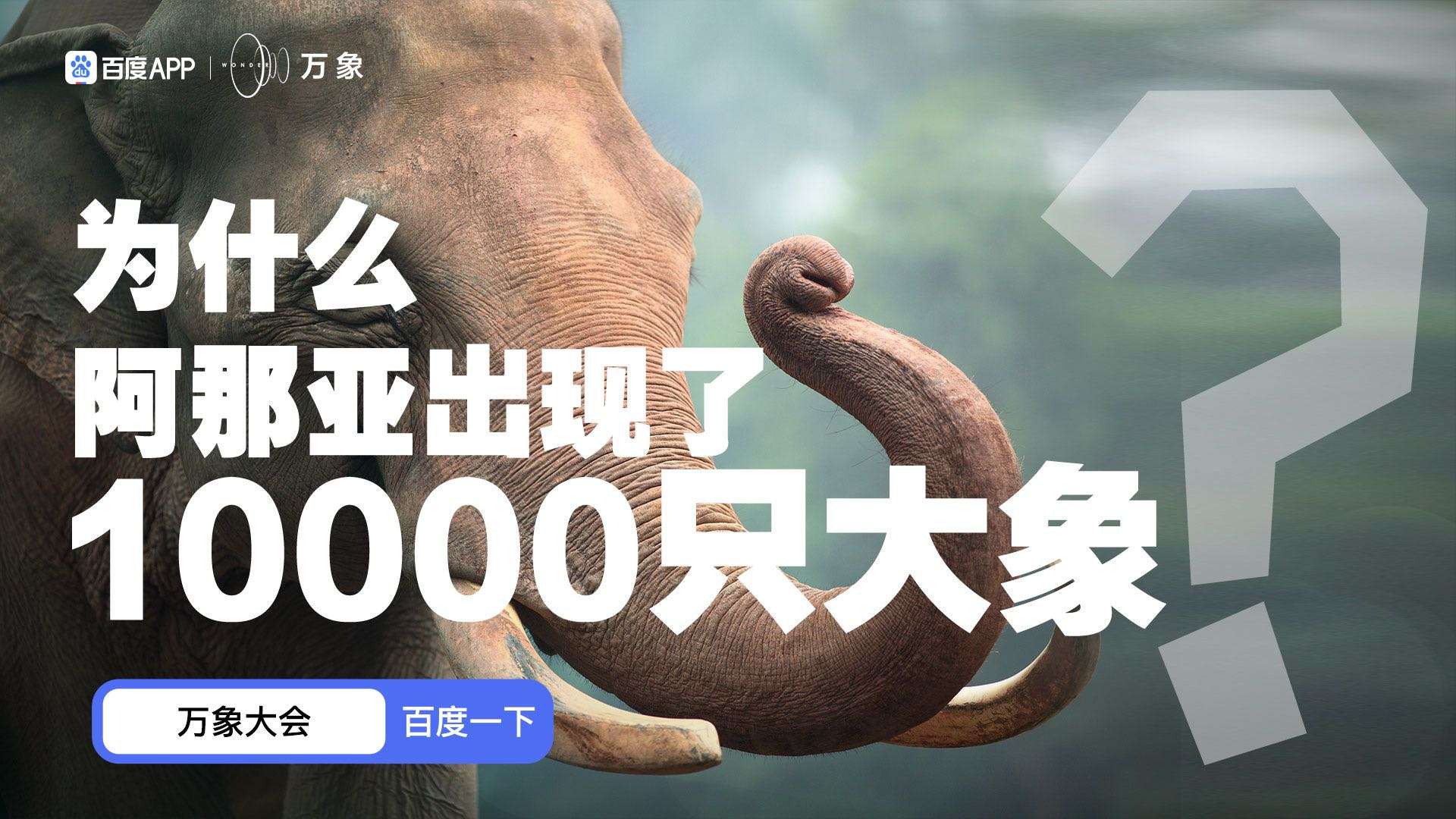 万象大会：为什么阿那亚出现了10000只大象