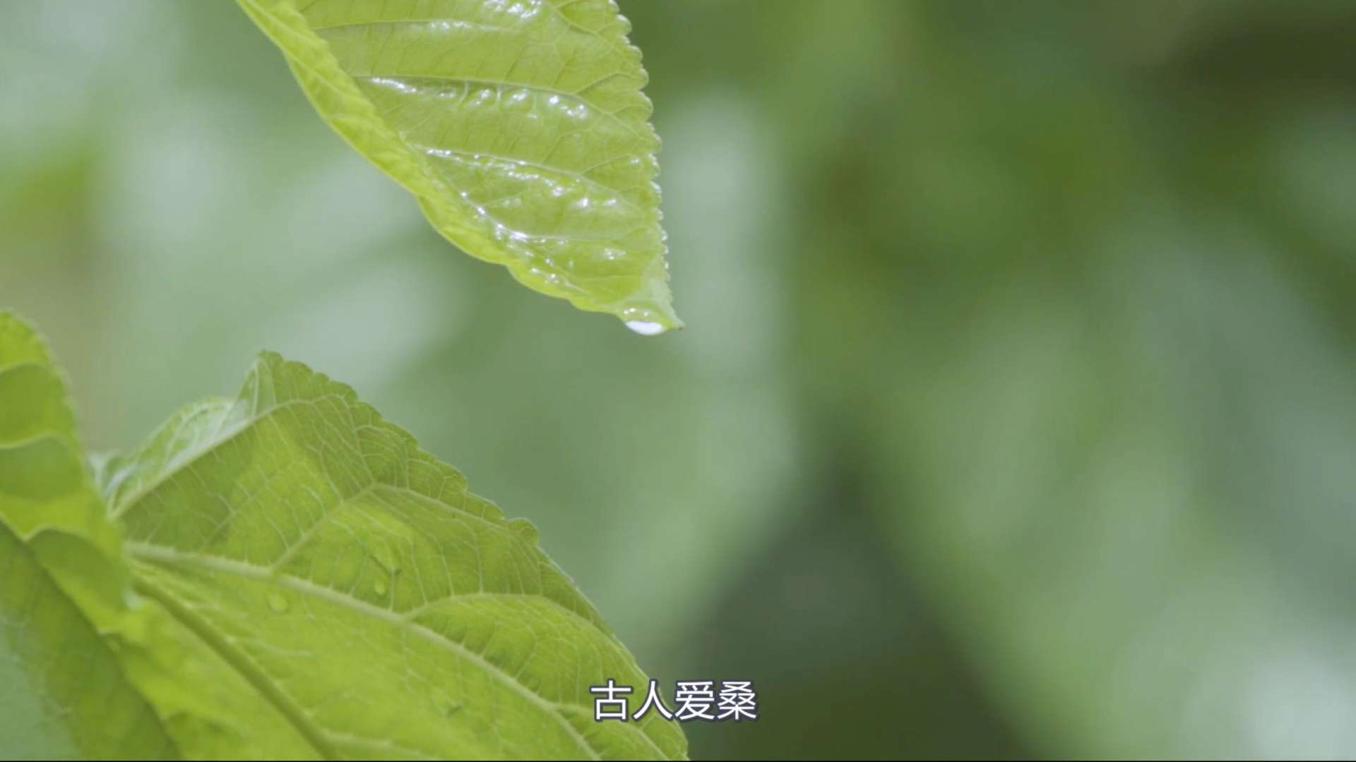 杭州桑之康实业影视宣传片