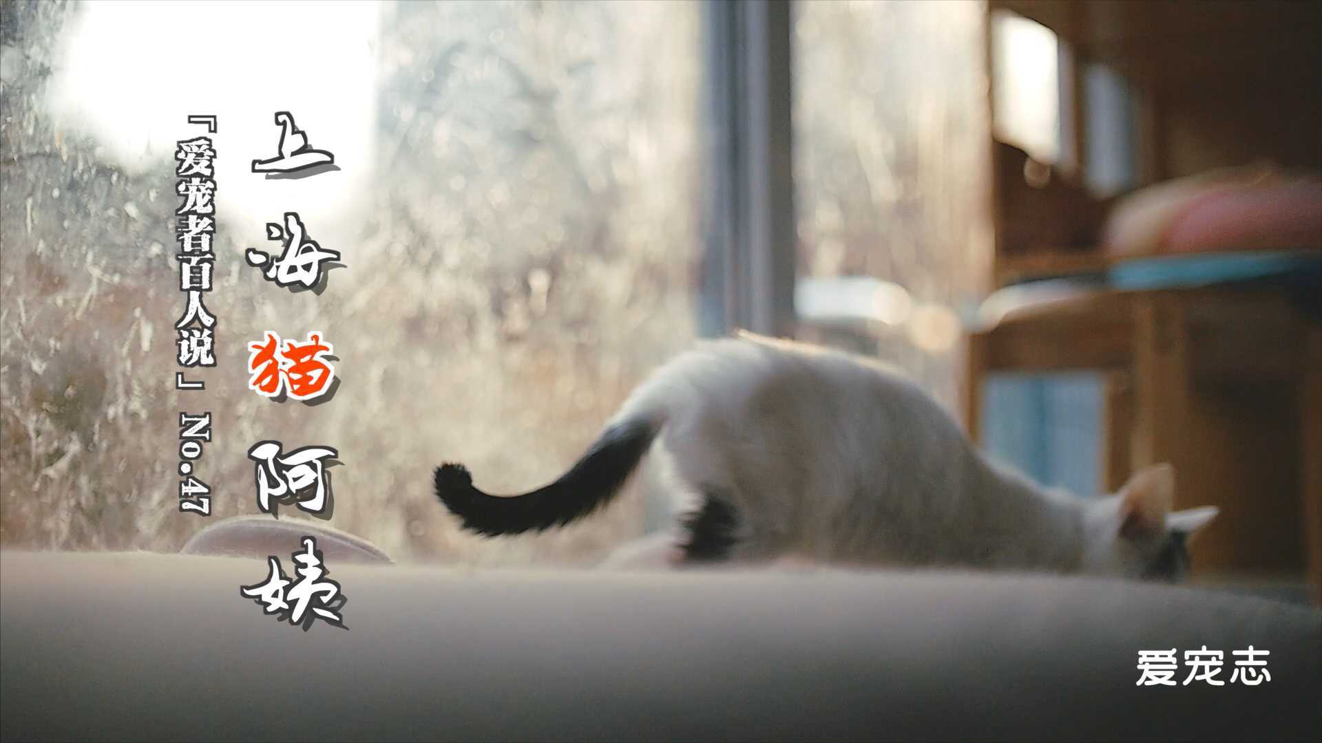宠物纪录片-上海猫阿姨
