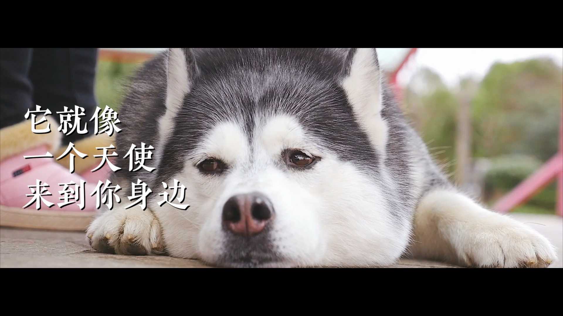 宠物纪录片宣传集锦