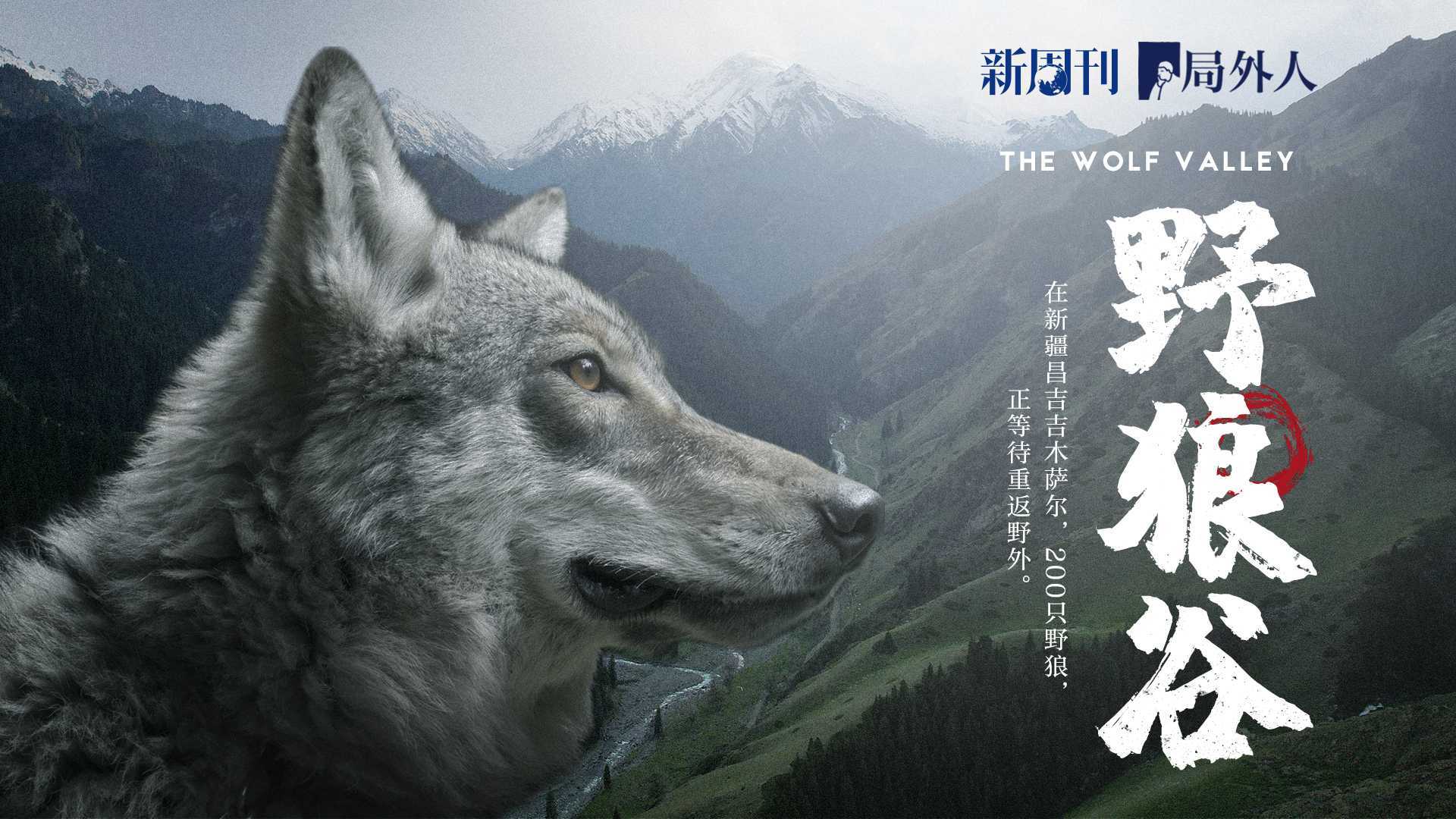 可爱的中国护狼人：养育200只野狼20年，只为等待它们重返荒野