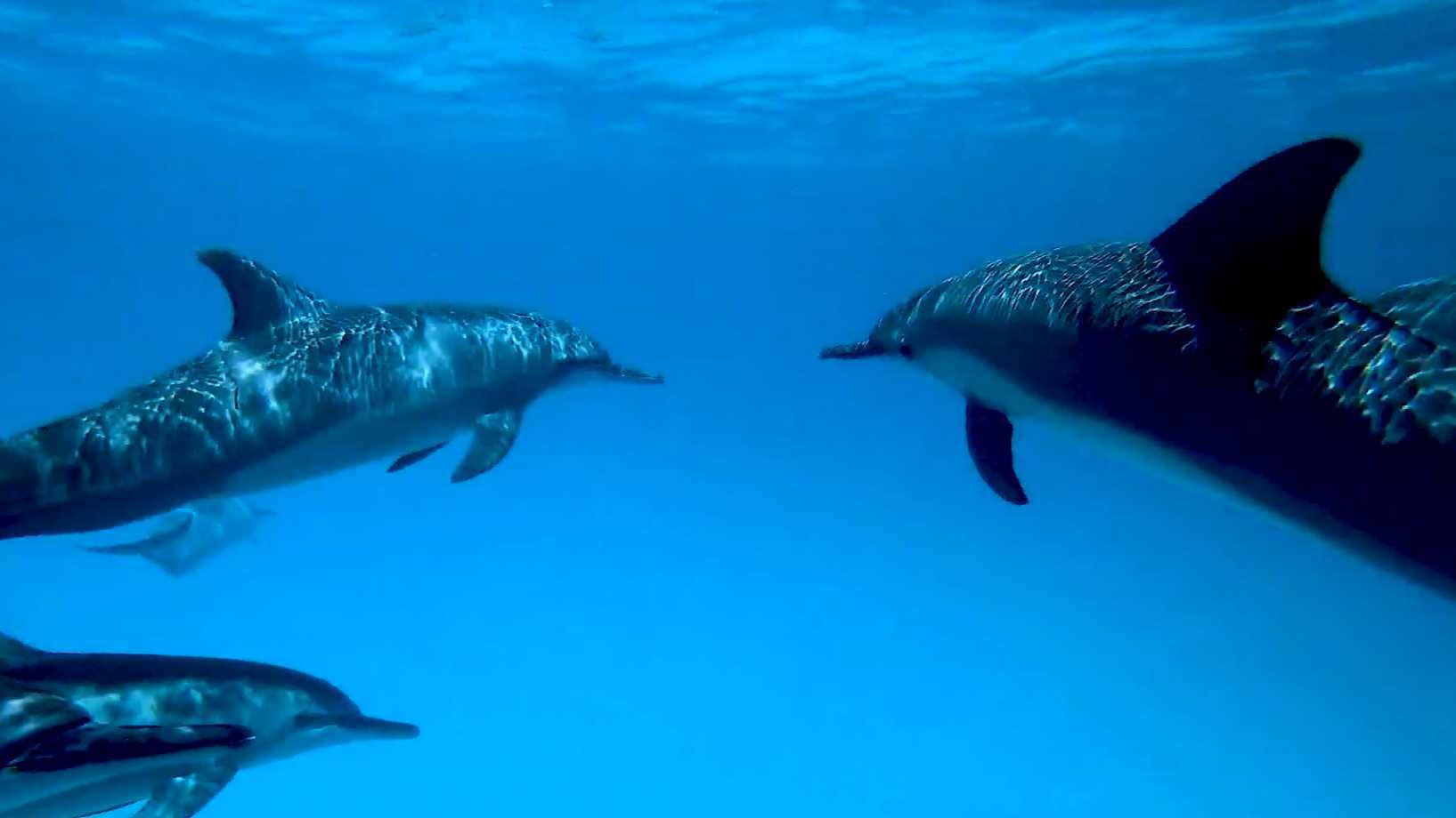 海豚的世界~纯净美好！