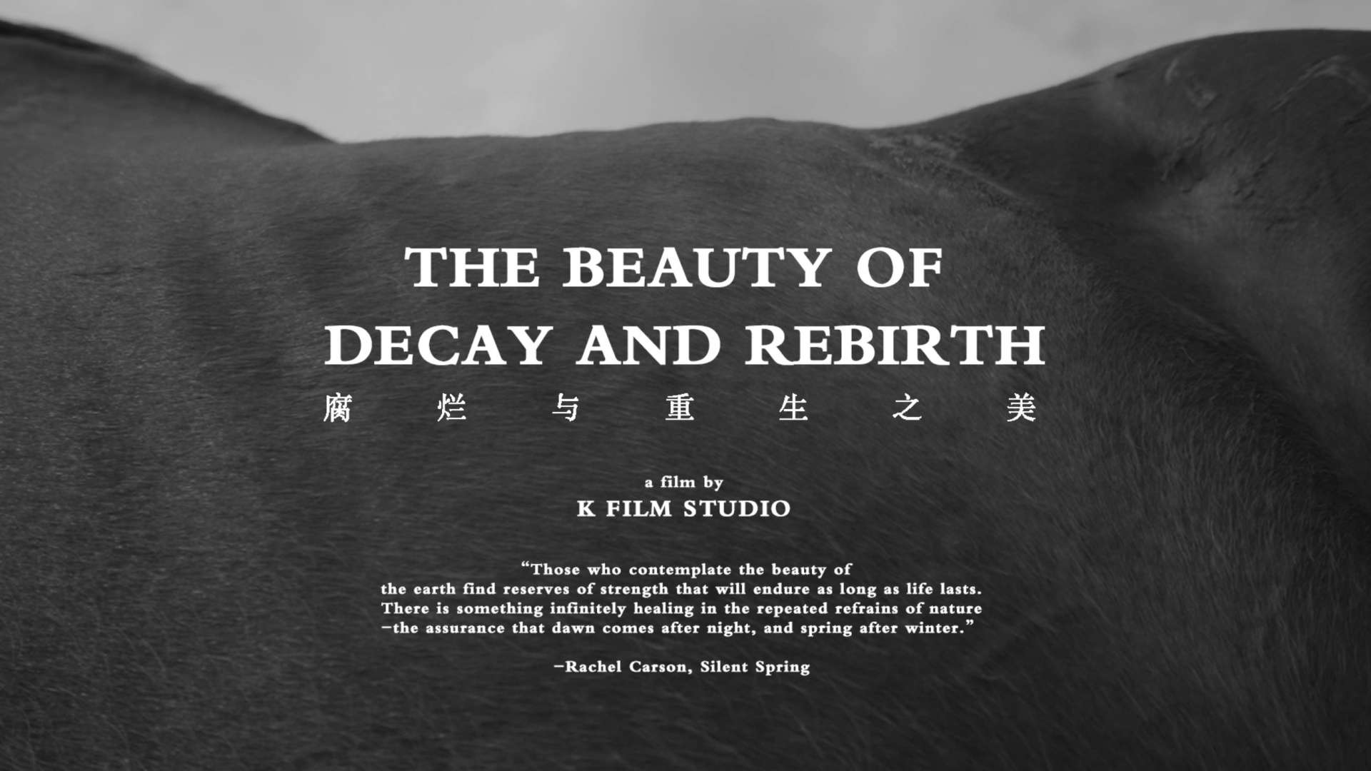 腐烂与重生之美/The Beauty of Decay and Rebirth