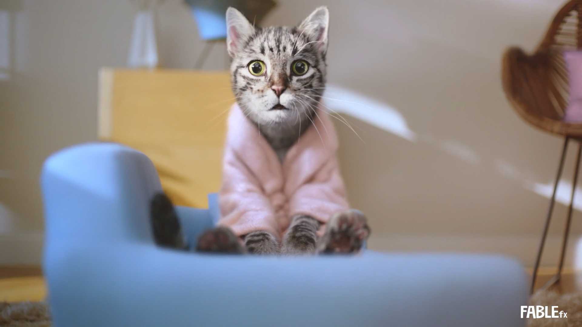 Chocofresh - Spa Cat