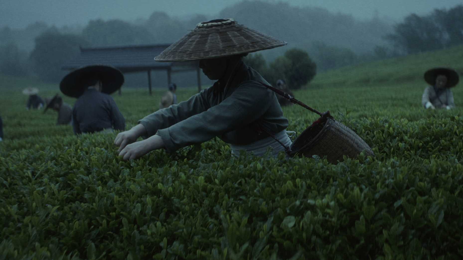 传统中国茶，东方树叶十周年