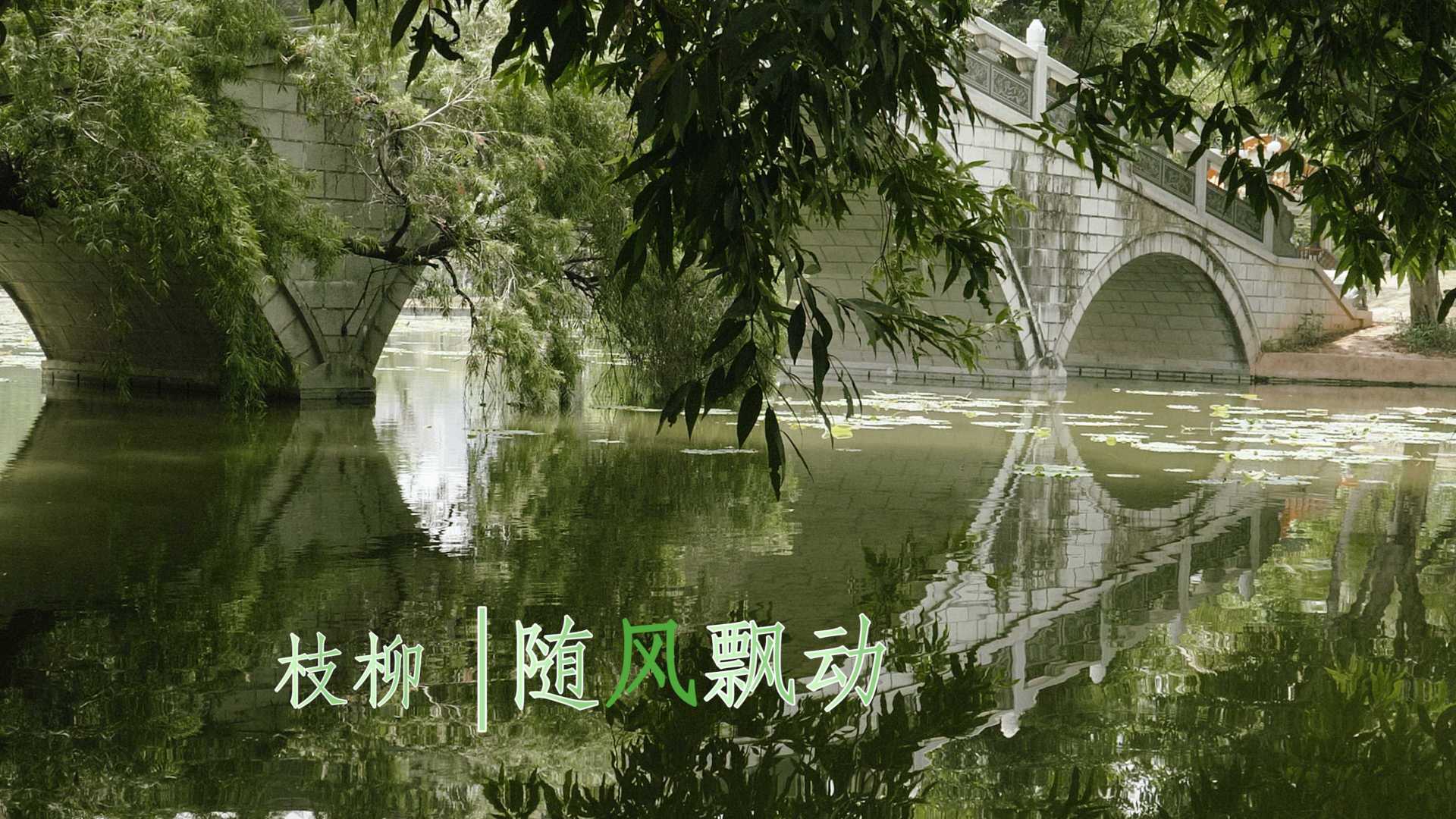 深圳公园 |花瓣浮于湖面，枝柳随风飘动