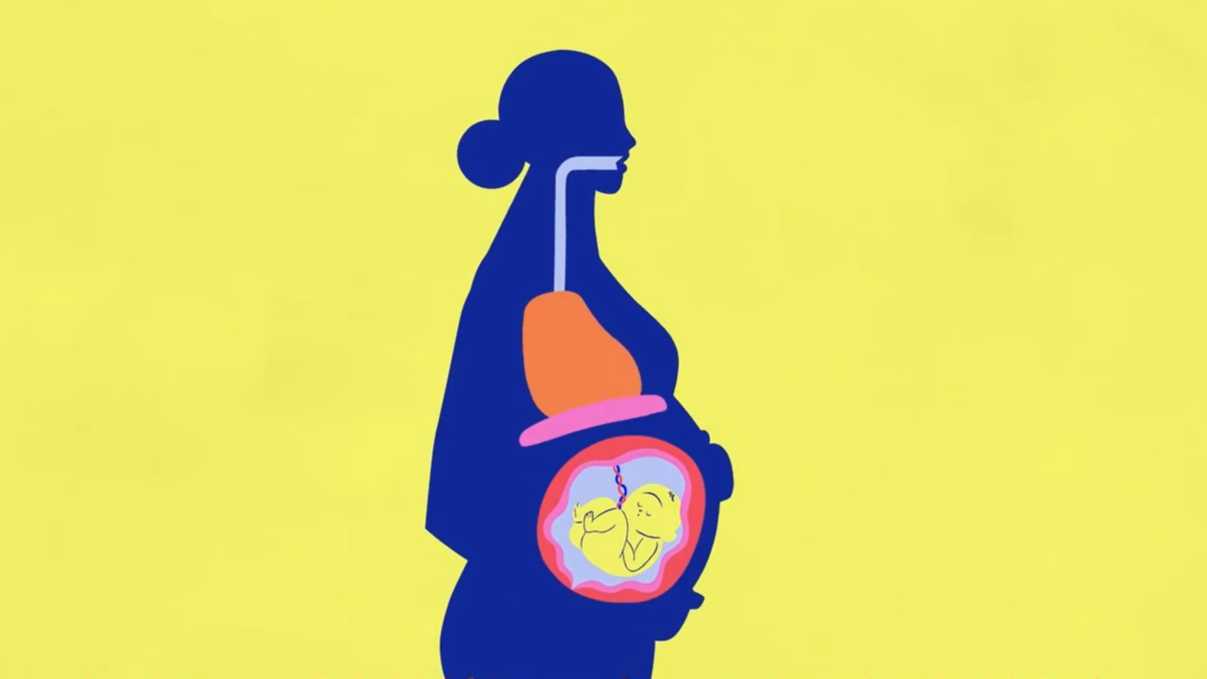 女性在怀孕的过程中，身体的器官会发生什么变化？