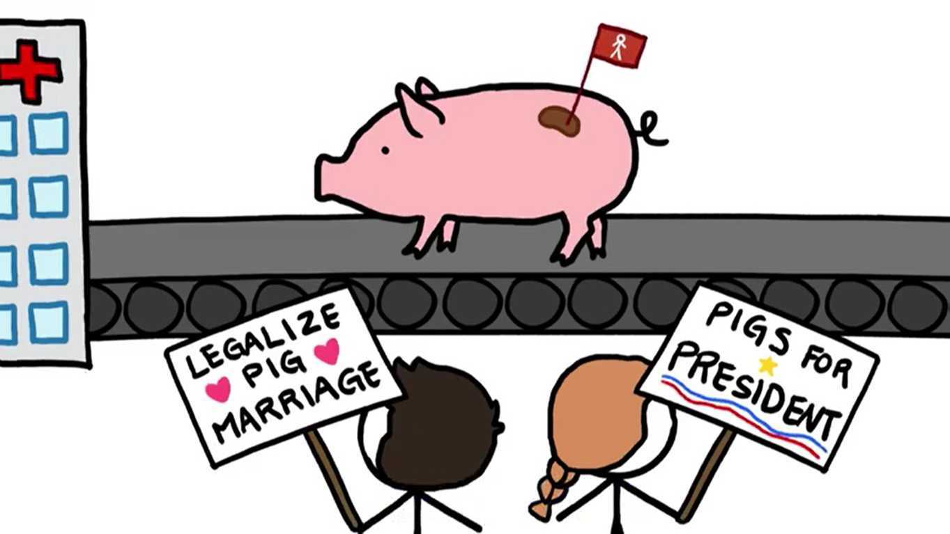 我们应该在猪身上培育人类器官吗