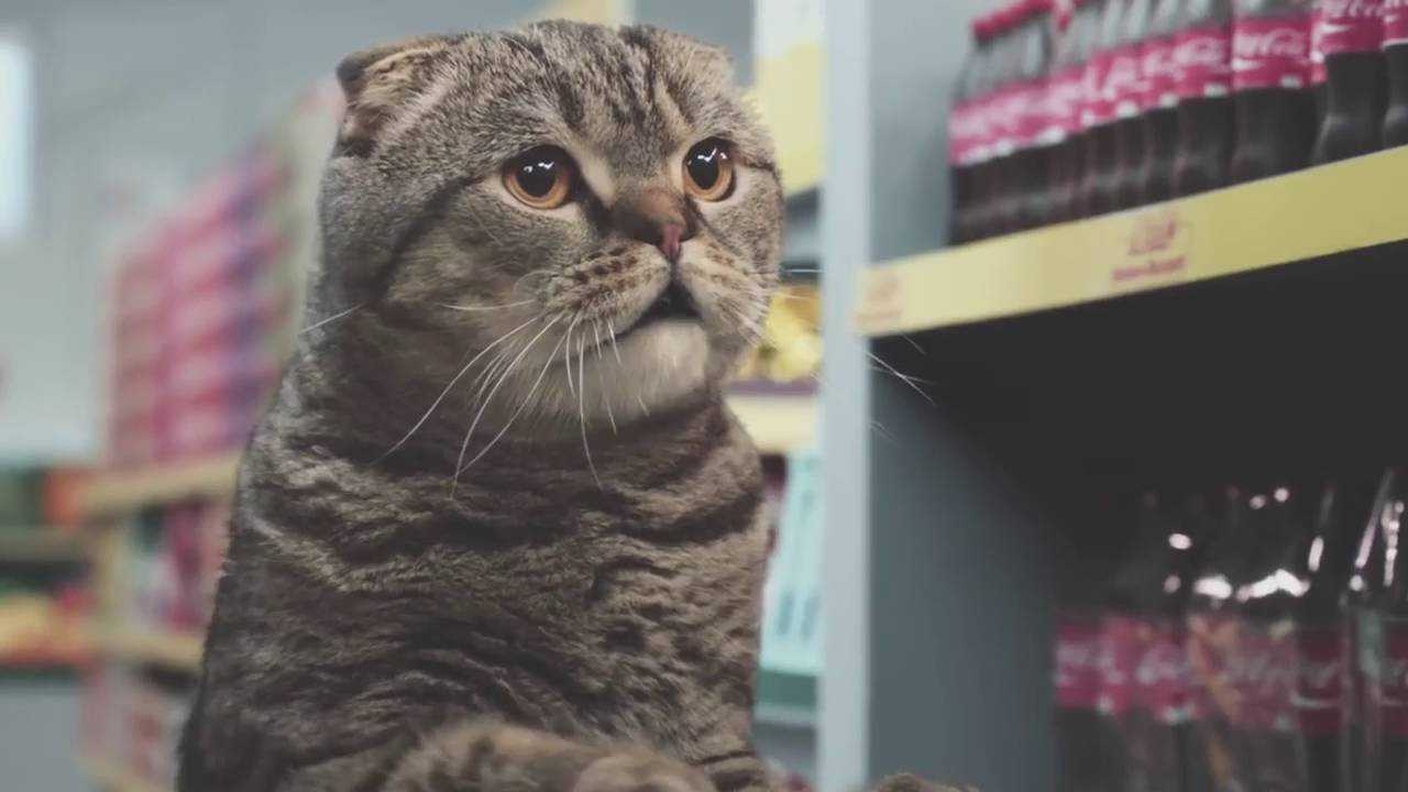 超萌脑洞广告短片《当小猫咪变成购物狂》