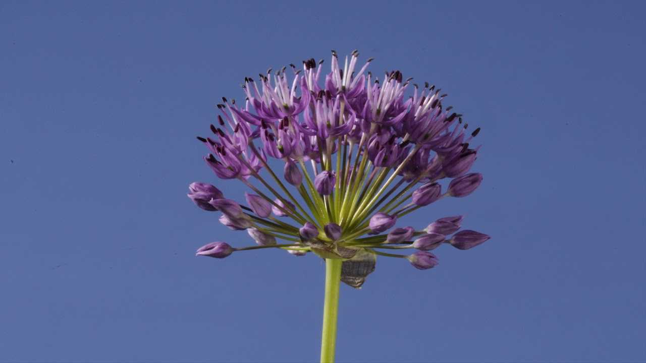 时过境迁，紫花像孔雀一样缓缓盛开花瓣
