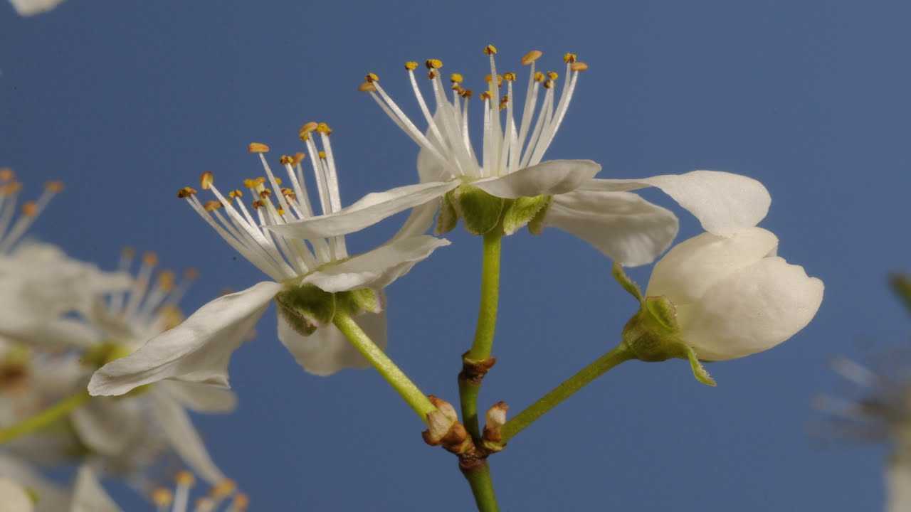 梨花在春天缓缓盛开白色的骨朵