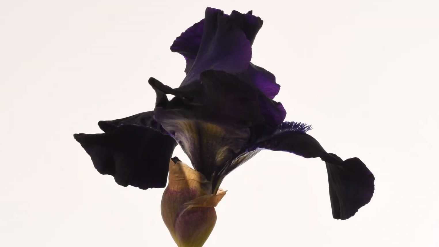 延时记录墨紫色鸢尾花蕾开放过程