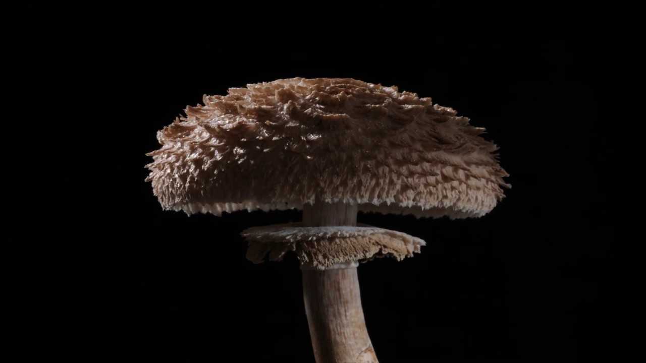 【4K】毛阳伞蘑菇像毛球一样生长