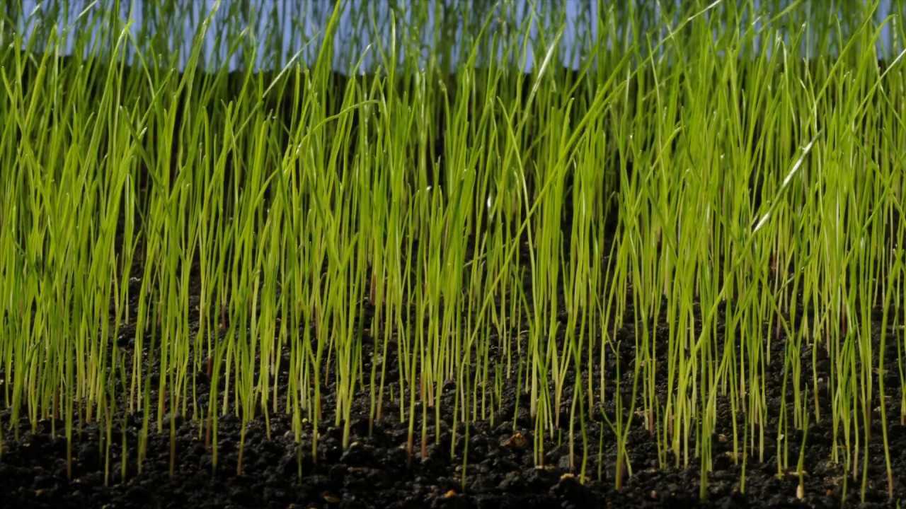 6周记录草籽播种，发芽和生长的过程