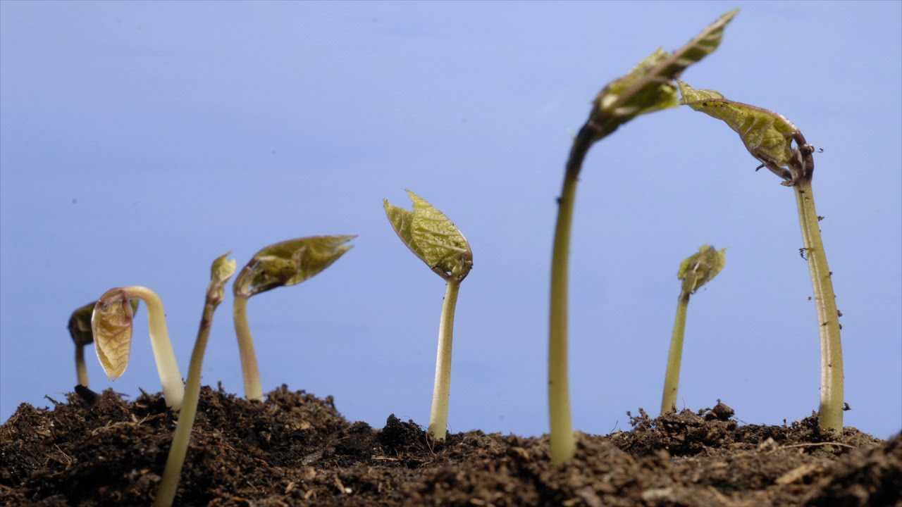 【4K】六周拍摄植物发芽过程