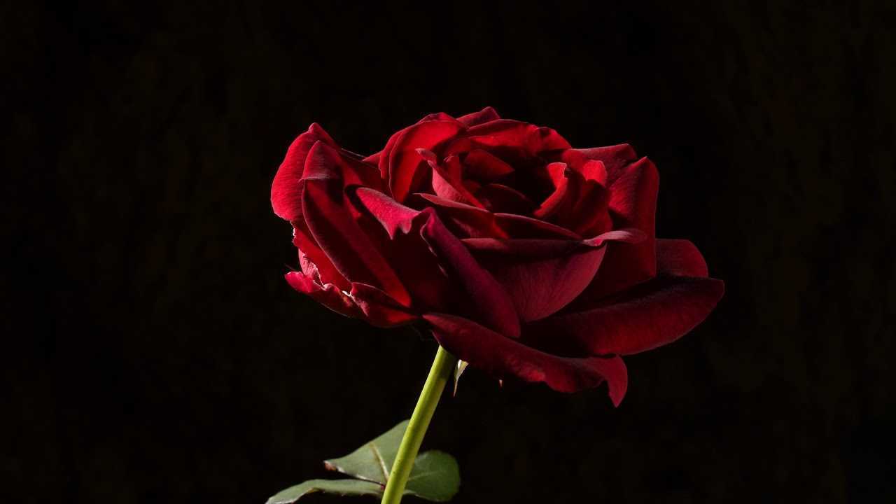 【4K】红玫瑰花蕾复活之旅