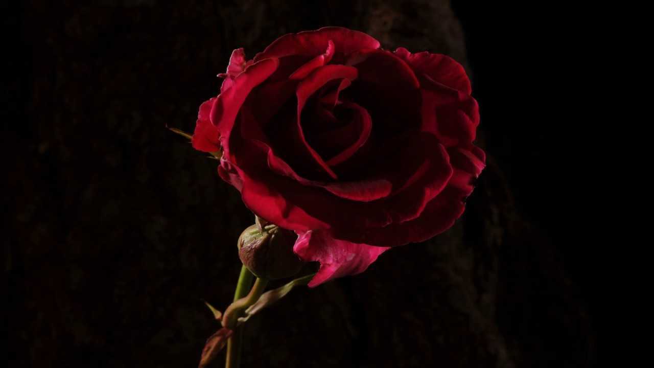 【4K】红色玫瑰开放和死亡的咏叹诗