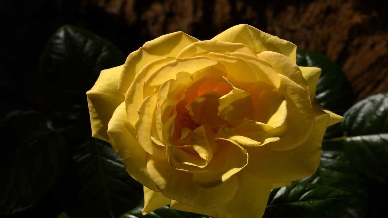 【4K】记录黄色玫瑰的魅力盛放