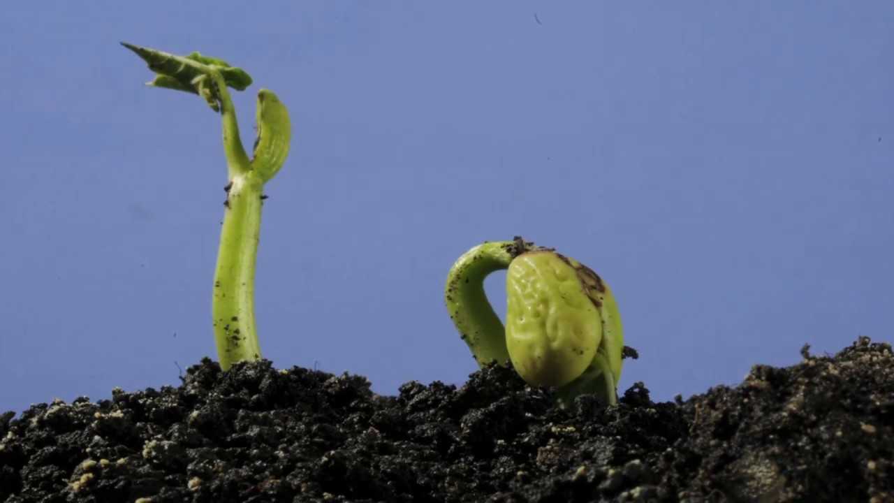 【4K】4周拍摄地下菜豆发芽和生长过程