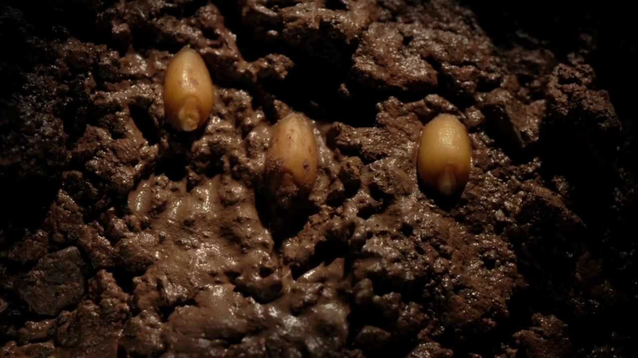 【4K】10周种子从地下到地上生机发芽