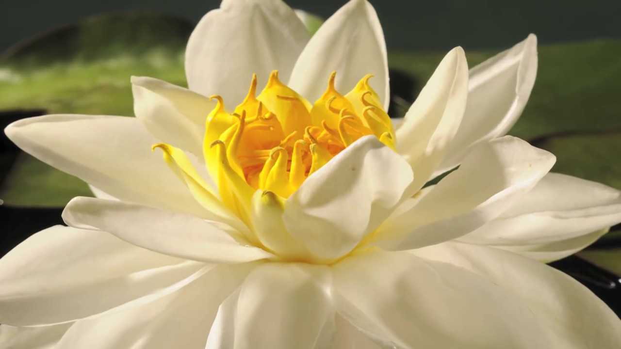【4K】池塘白色睡莲花开放时间
