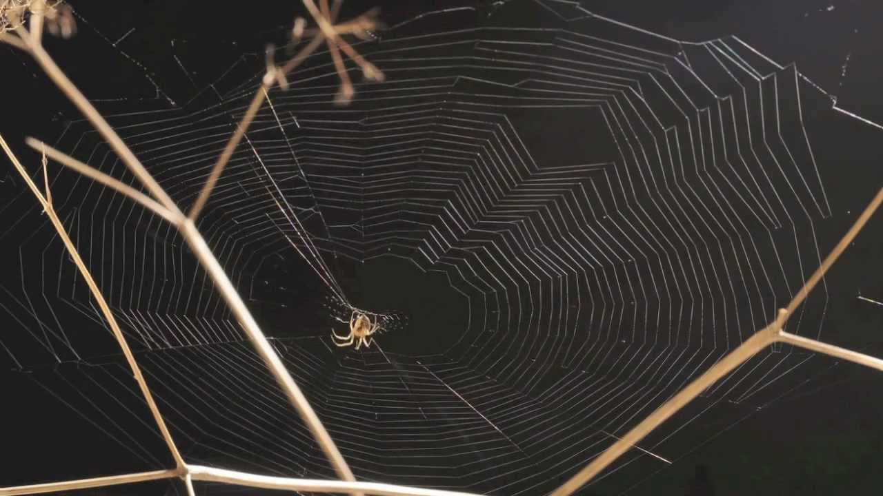 延时拍摄小蜘蛛建网全程