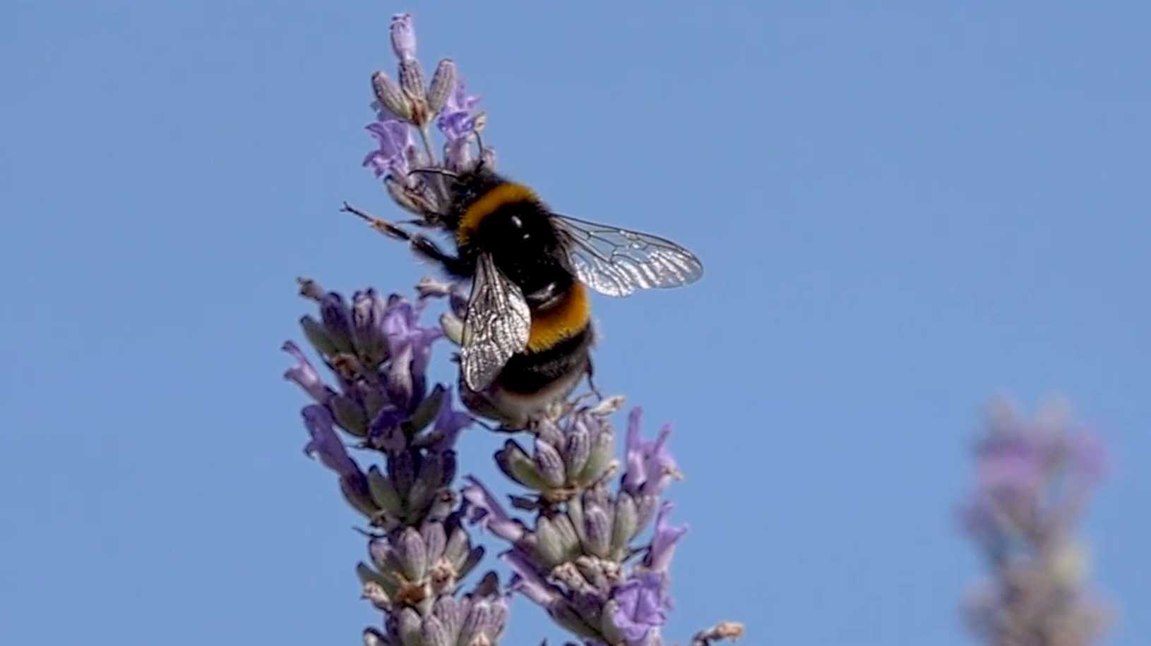 慢镜头下的薰衣草和觅食的蜜蜂
