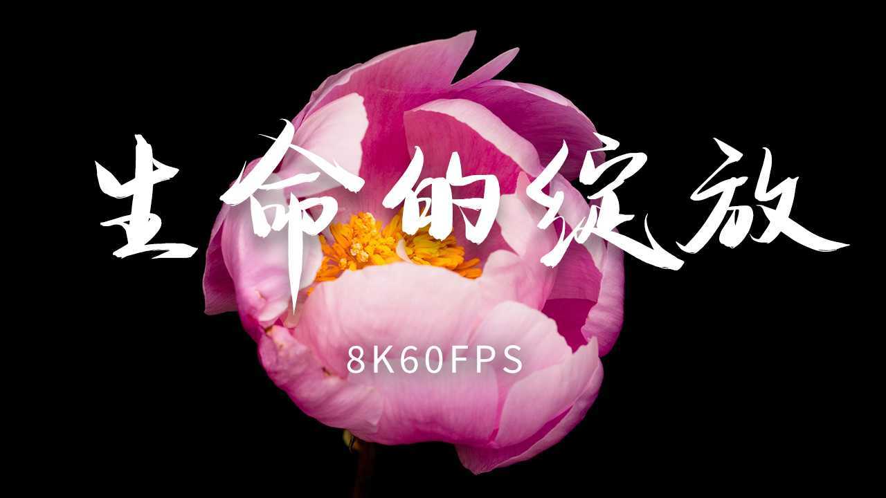【8K花卉延时】生命的绽放