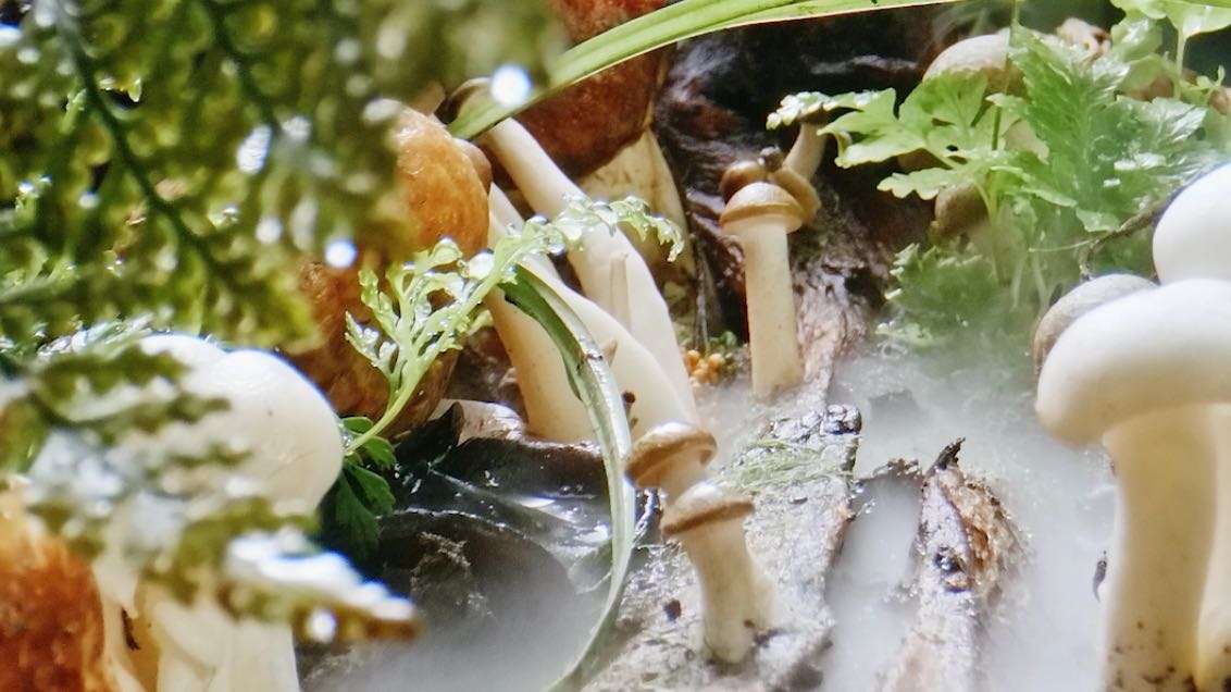 《尚隆堂》火锅菌菇风味成片