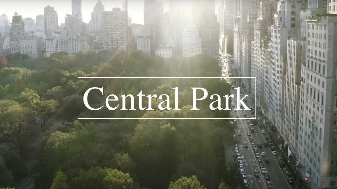 纽约中城中央公园鸟语花香的清晨