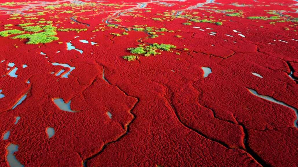 邂逅"红海滩"—中国红