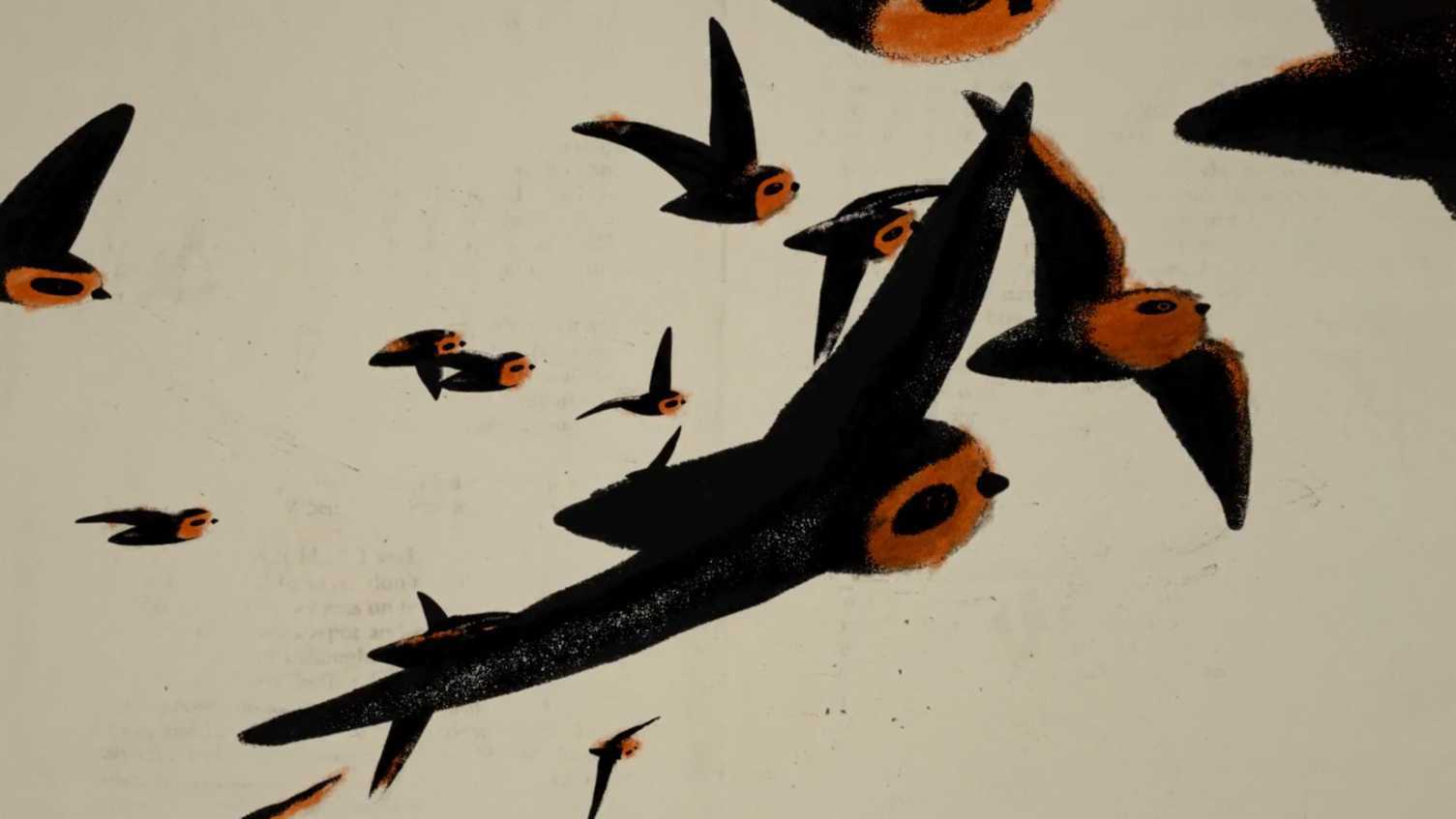 奥斯卡最佳动画纪录片《烟筒雨燕》