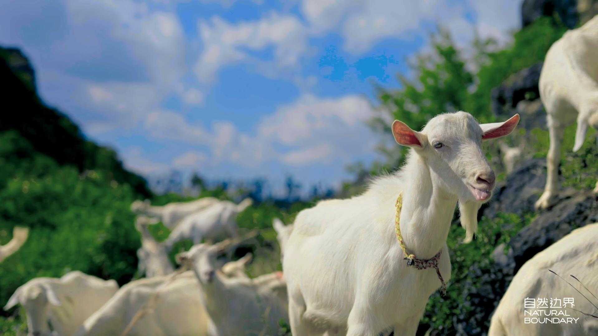 2021自然边界羊奶广告片《奶中贵族，美好生活》