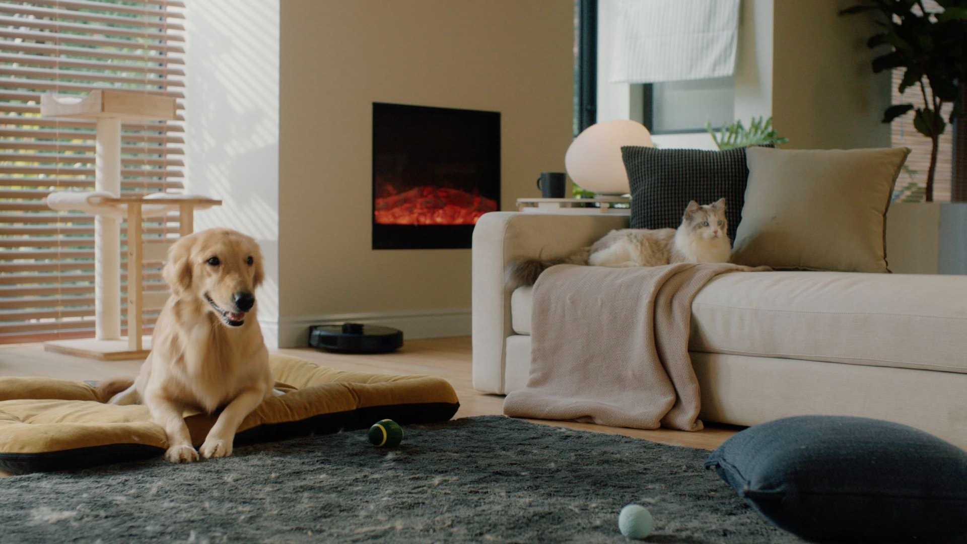 如果你的猫和你的狗把家拆了你该怎么办？