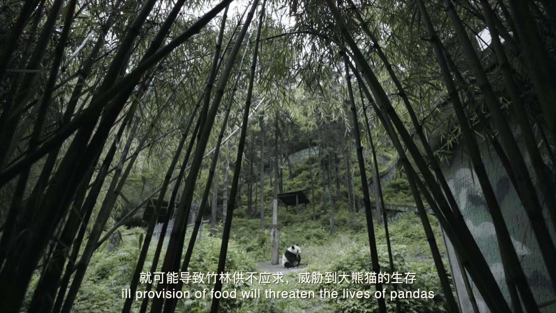 名创优品#熊猫公益纪录片