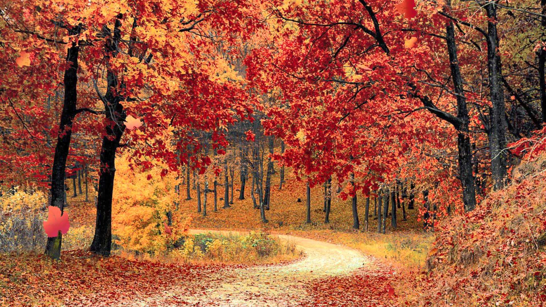 大自然秋天红色树林道路上正在飘落的树叶