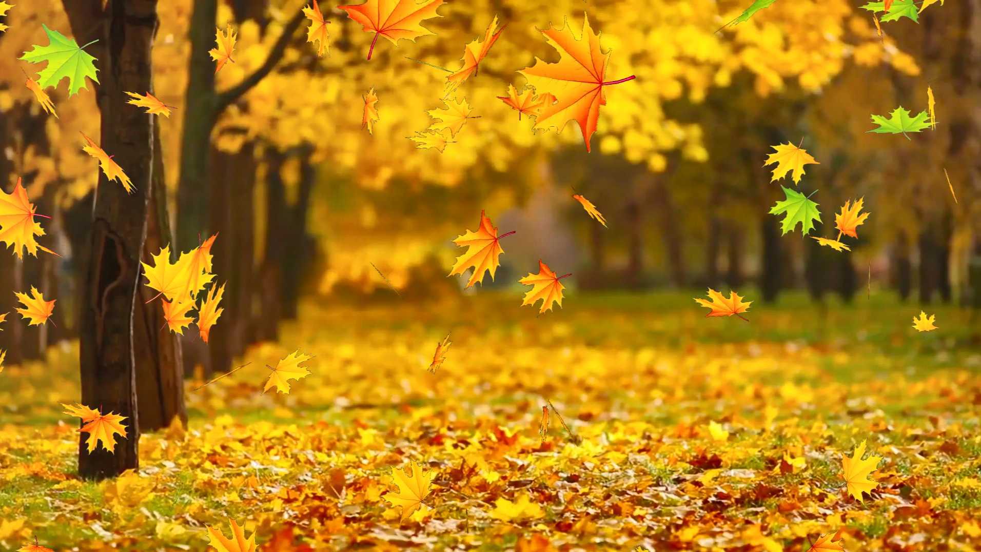 正在飘落的金黄色的树叶铺满道路